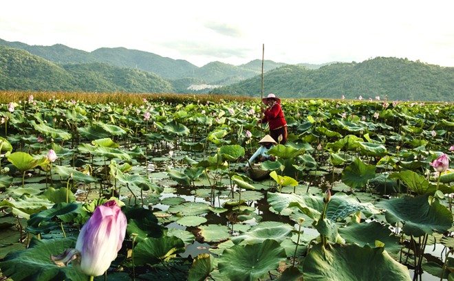 Nét thanh bình của miền quê Phú Yên trong "Tôi thấy hoa vàng trên cỏ xanh"